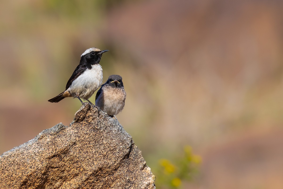 Arabian Wheatear - Marcin Dyduch