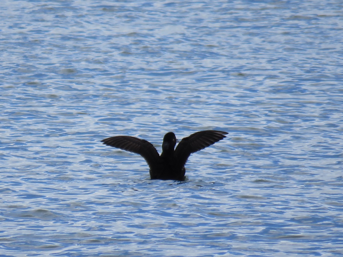 Surf Scoter - ML572586321