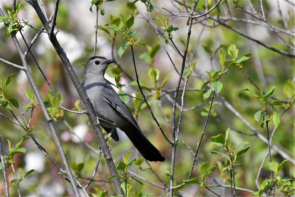 Gray Catbird - ML572586911