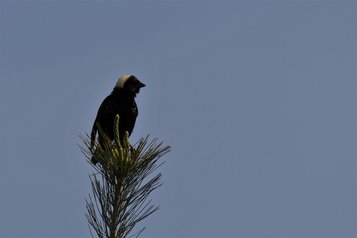 Bobolink - ML572587021