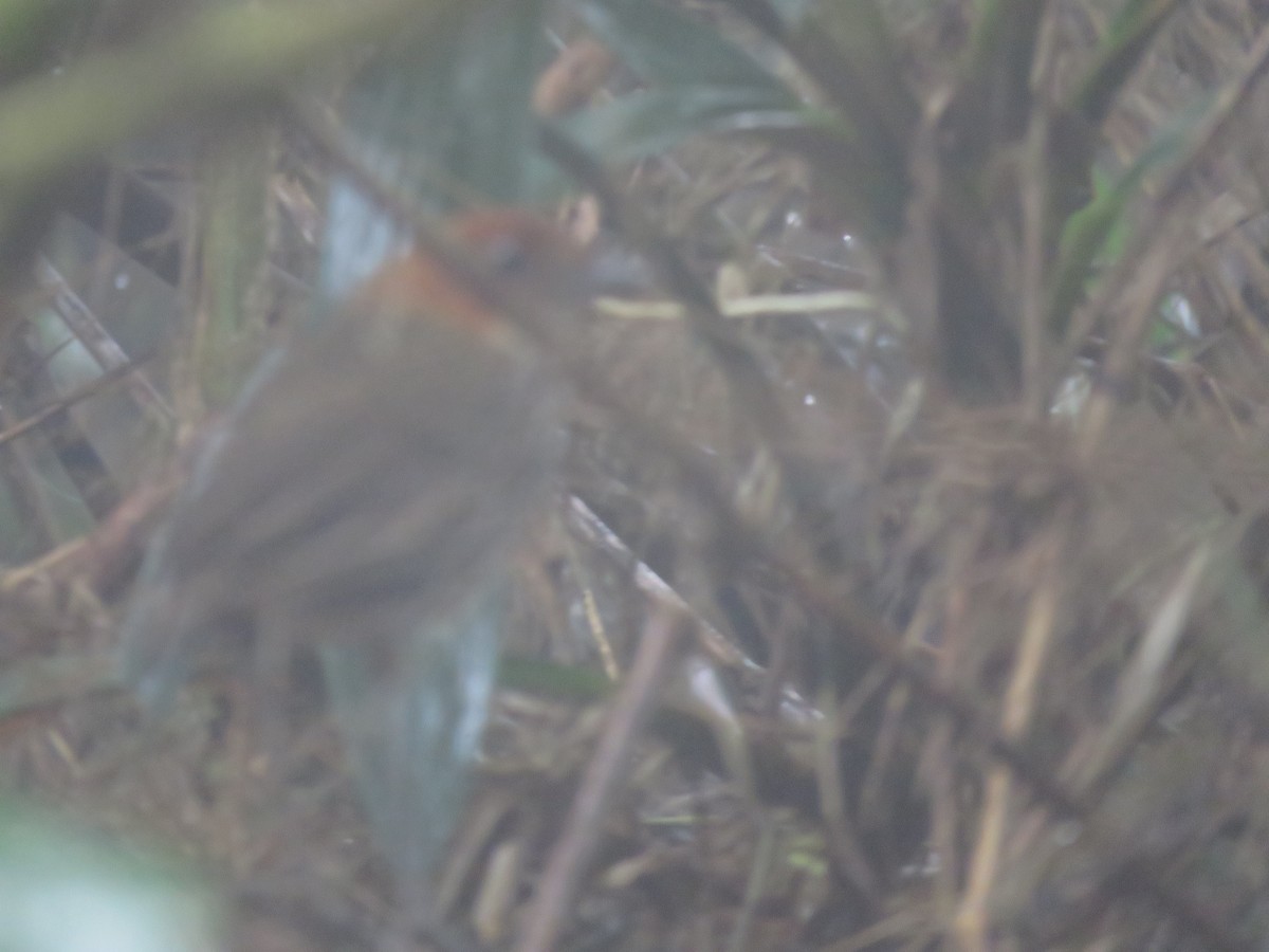 Chestnut-crowned Antpitta - ML572587161