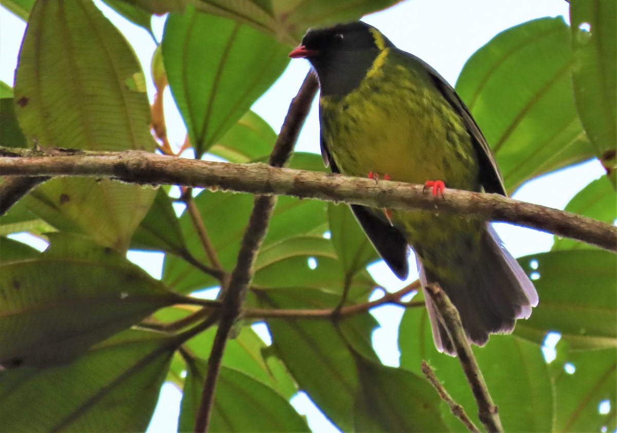 Green-and-black Fruiteater - Alejandro Williams Viveros