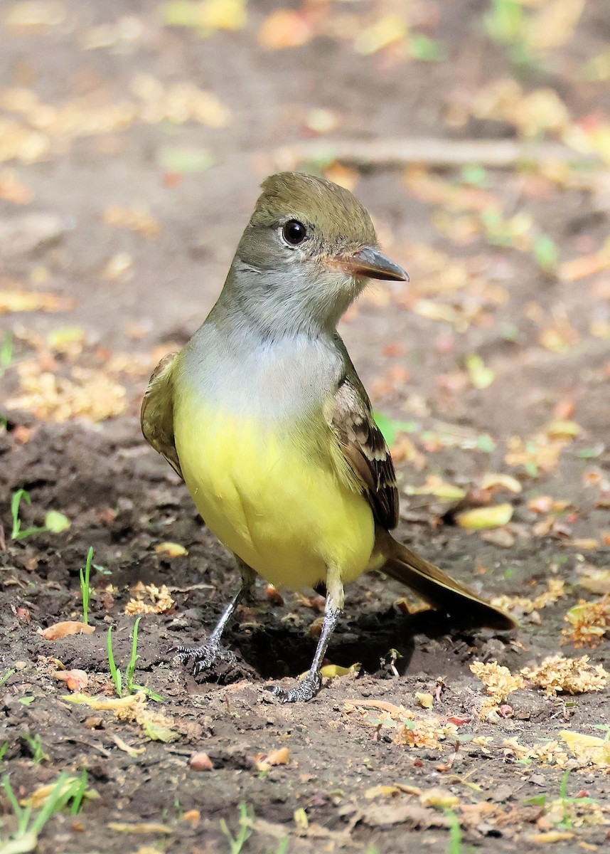 Great Crested Flycatcher - ML572587791