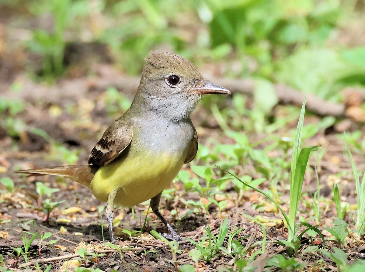 Great Crested Flycatcher - ML572587801