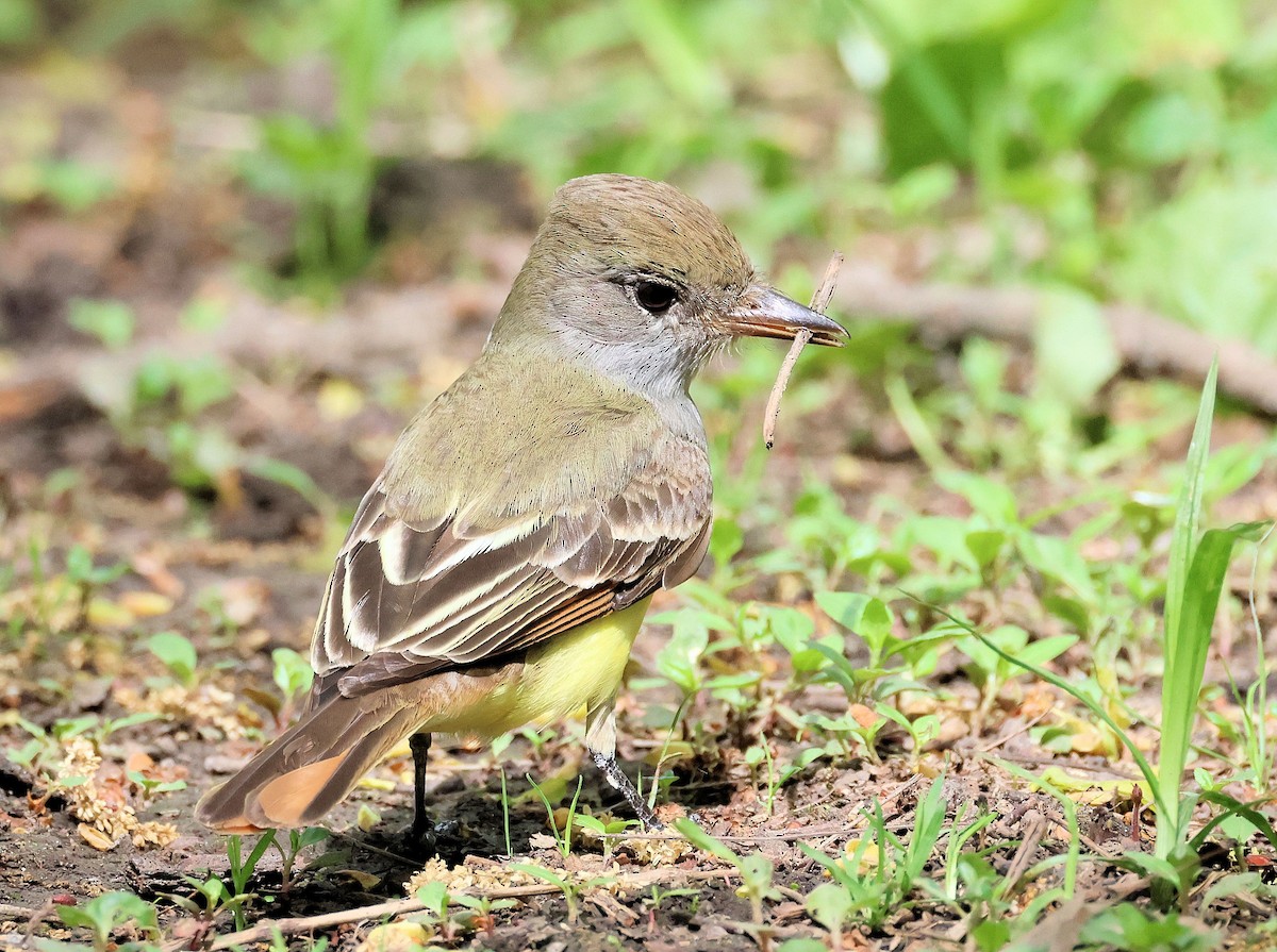 Great Crested Flycatcher - ML572587811