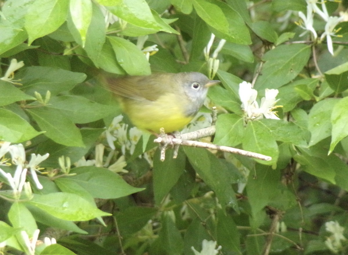 Connecticut Warbler - Kathy Rickey