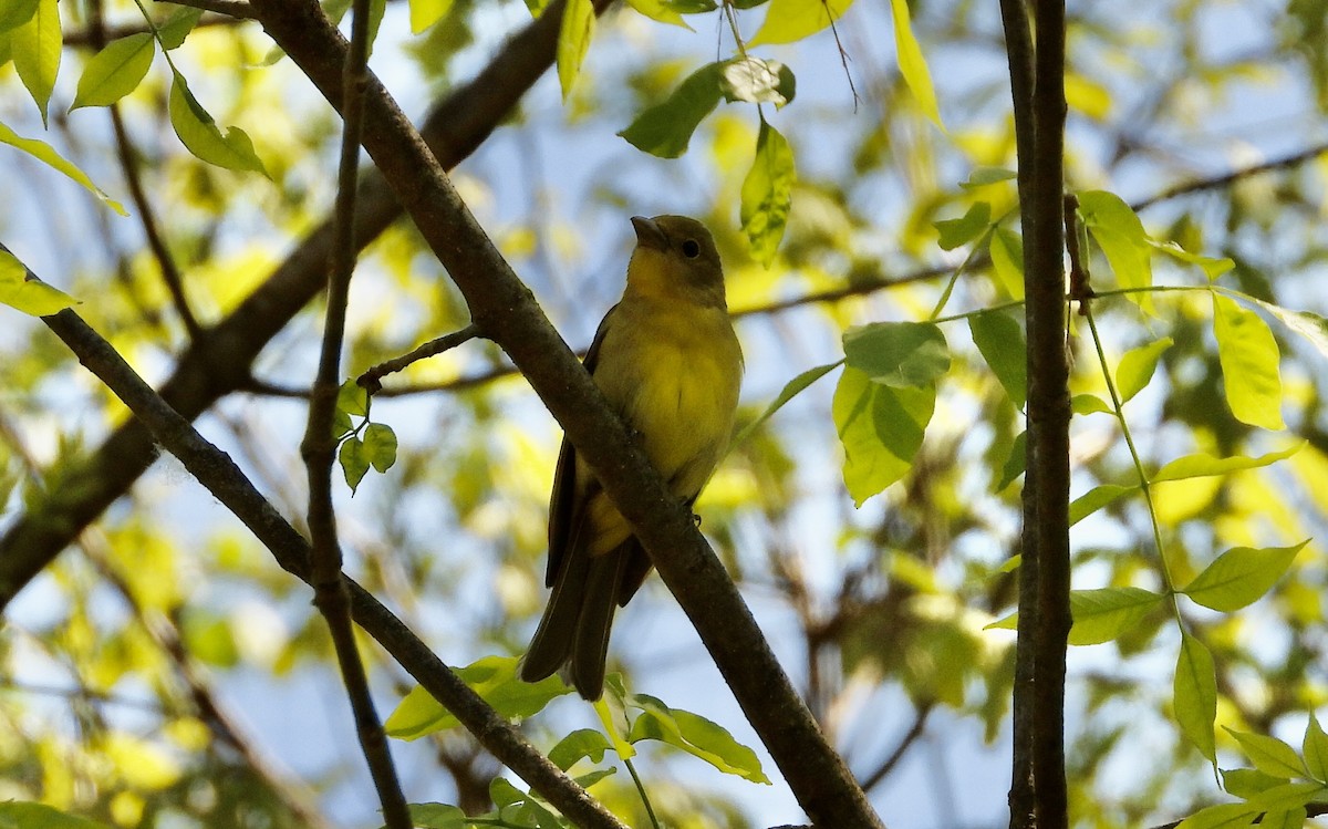 Піранга кармінова - ML572589031