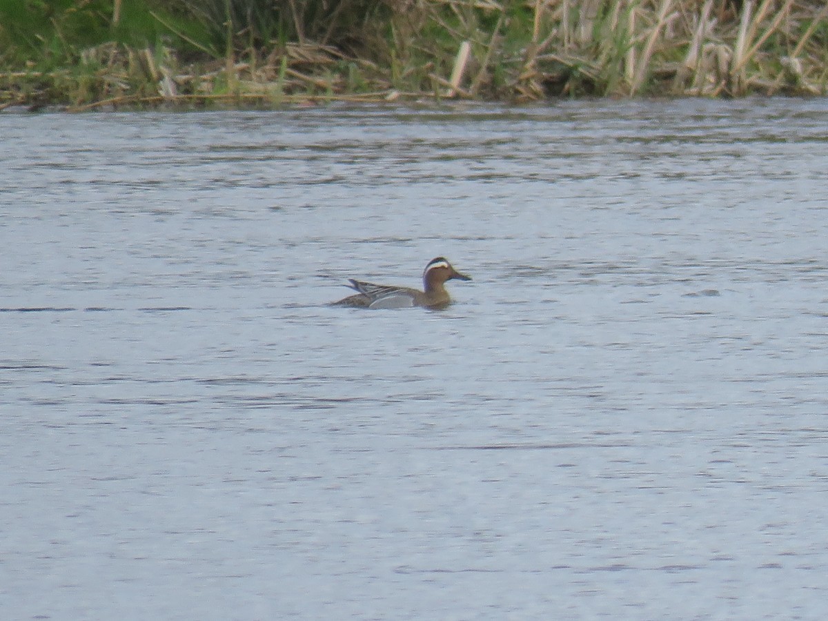 Garganey - ML572589111