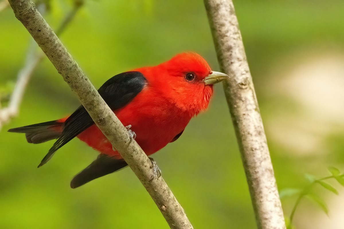 Scarlet Tanager - ML572590331