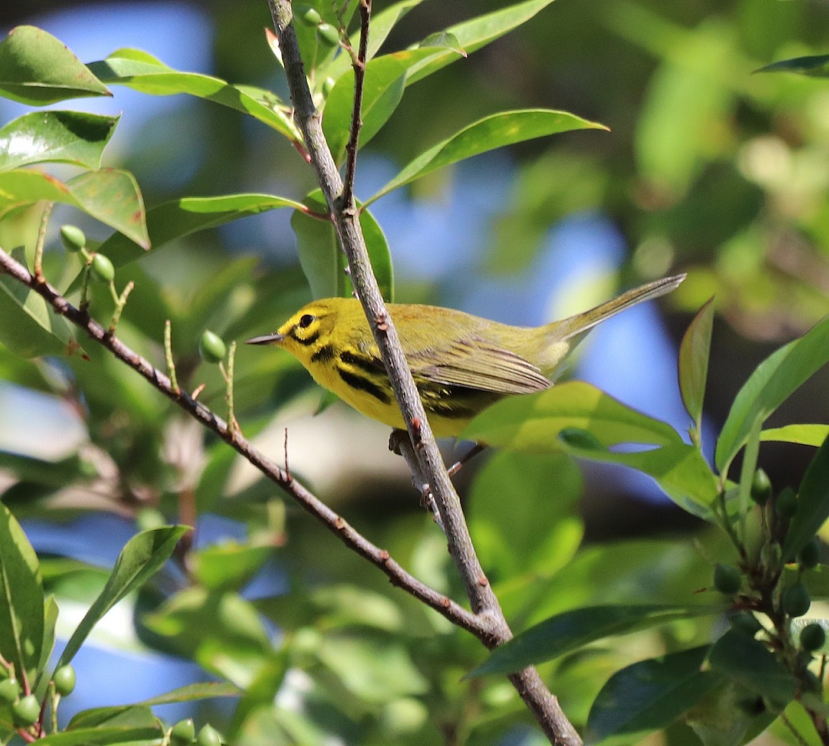 Prairie Warbler - ML572590581