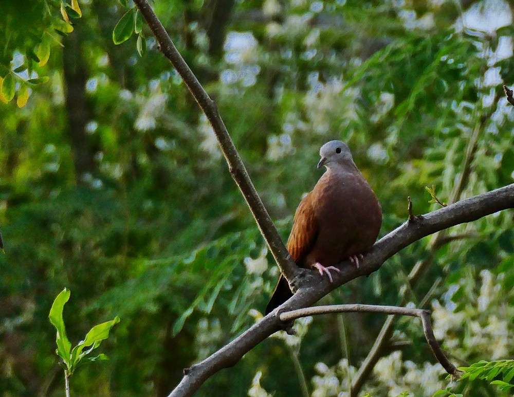 Ruddy Ground Dove - Carlos Navea