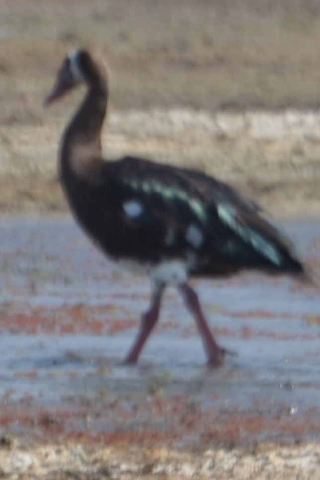 Spur-winged Goose - ML572591121
