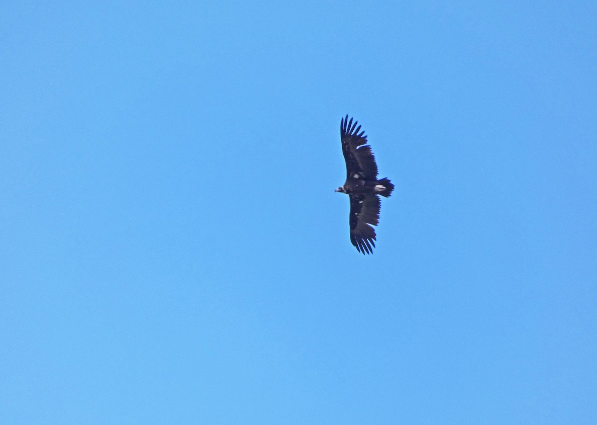 Cinereous Vulture - ML572591451