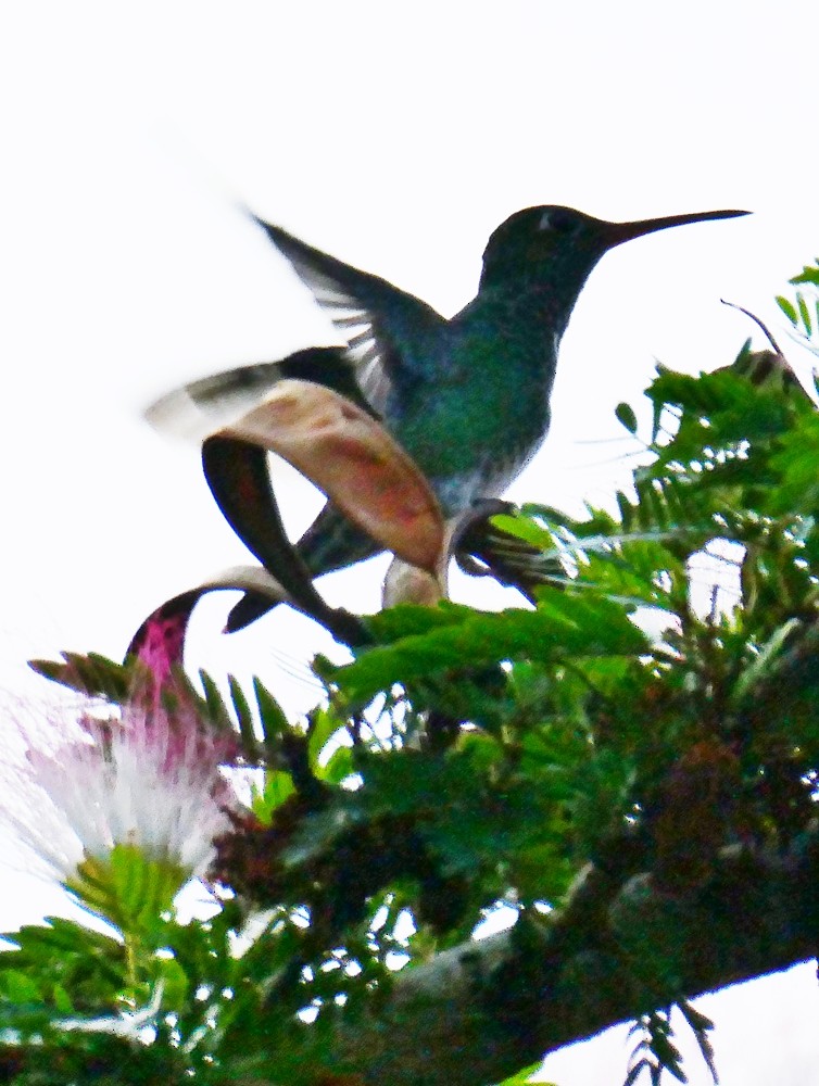 Glittering-throated Emerald - Carlos Navea