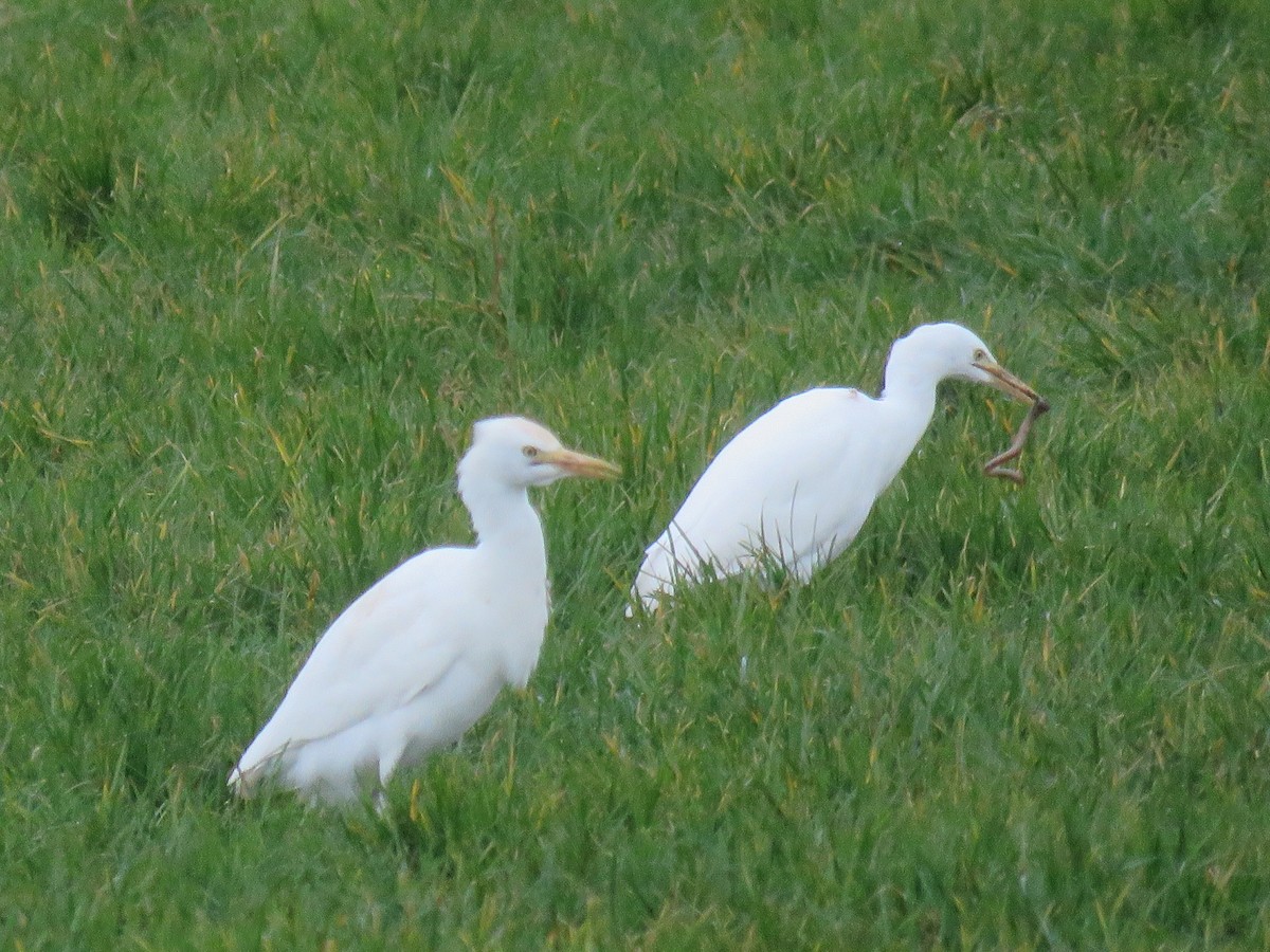 Western Cattle Egret - ML572591931