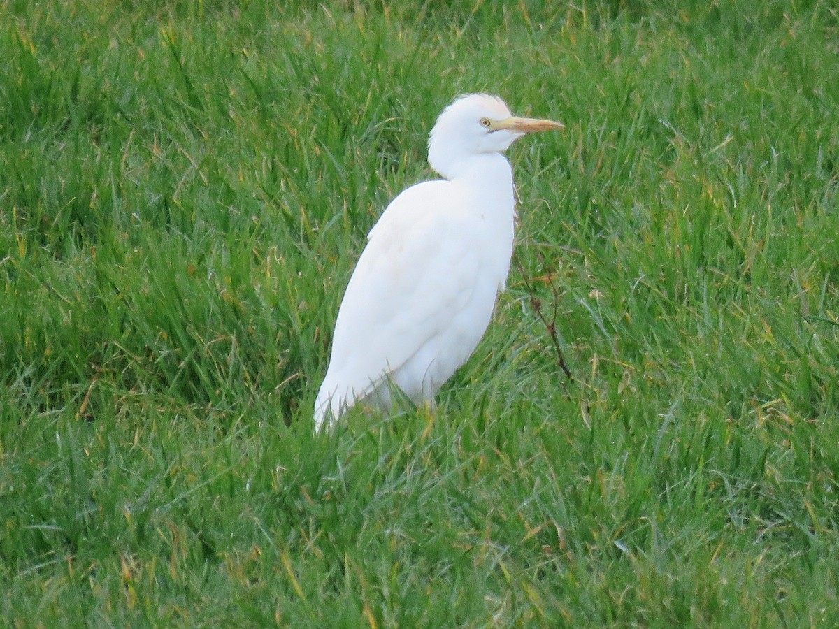 Western Cattle Egret - Garry Hayman