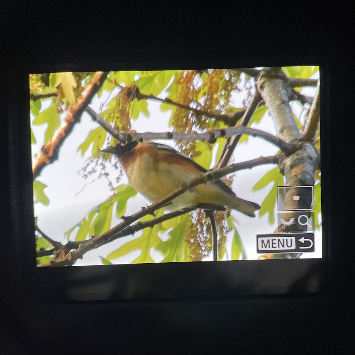 Bay-breasted Warbler - Chuhan Li