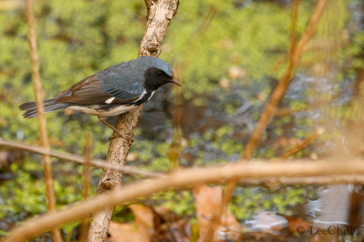 Black-throated Blue Warbler - ML572592541