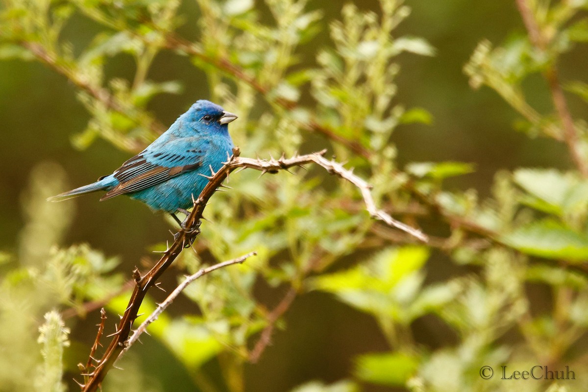 Indigo Bunting - ML572593021