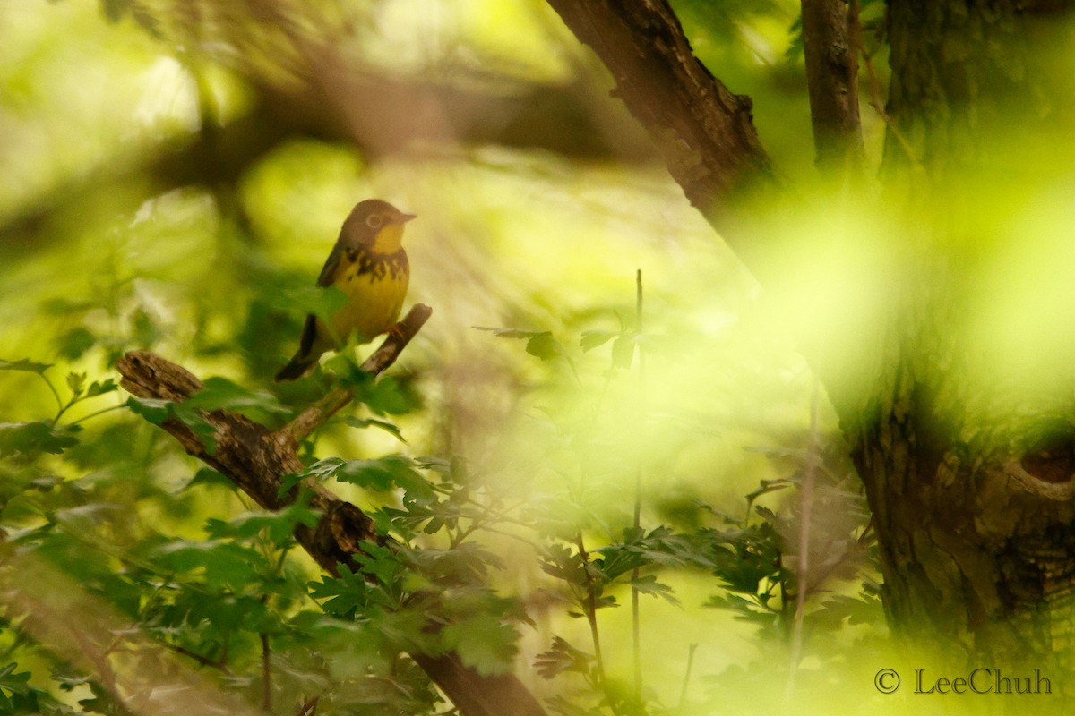 Canada Warbler - Chuhan Li