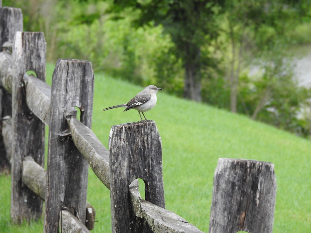 Northern Mockingbird - Franklin Diaz