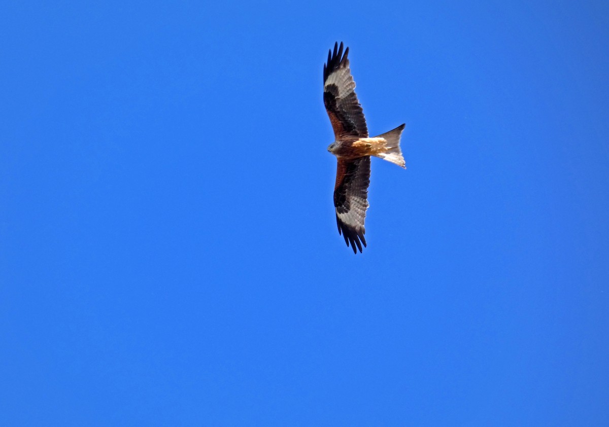 Red Kite - ML572593891