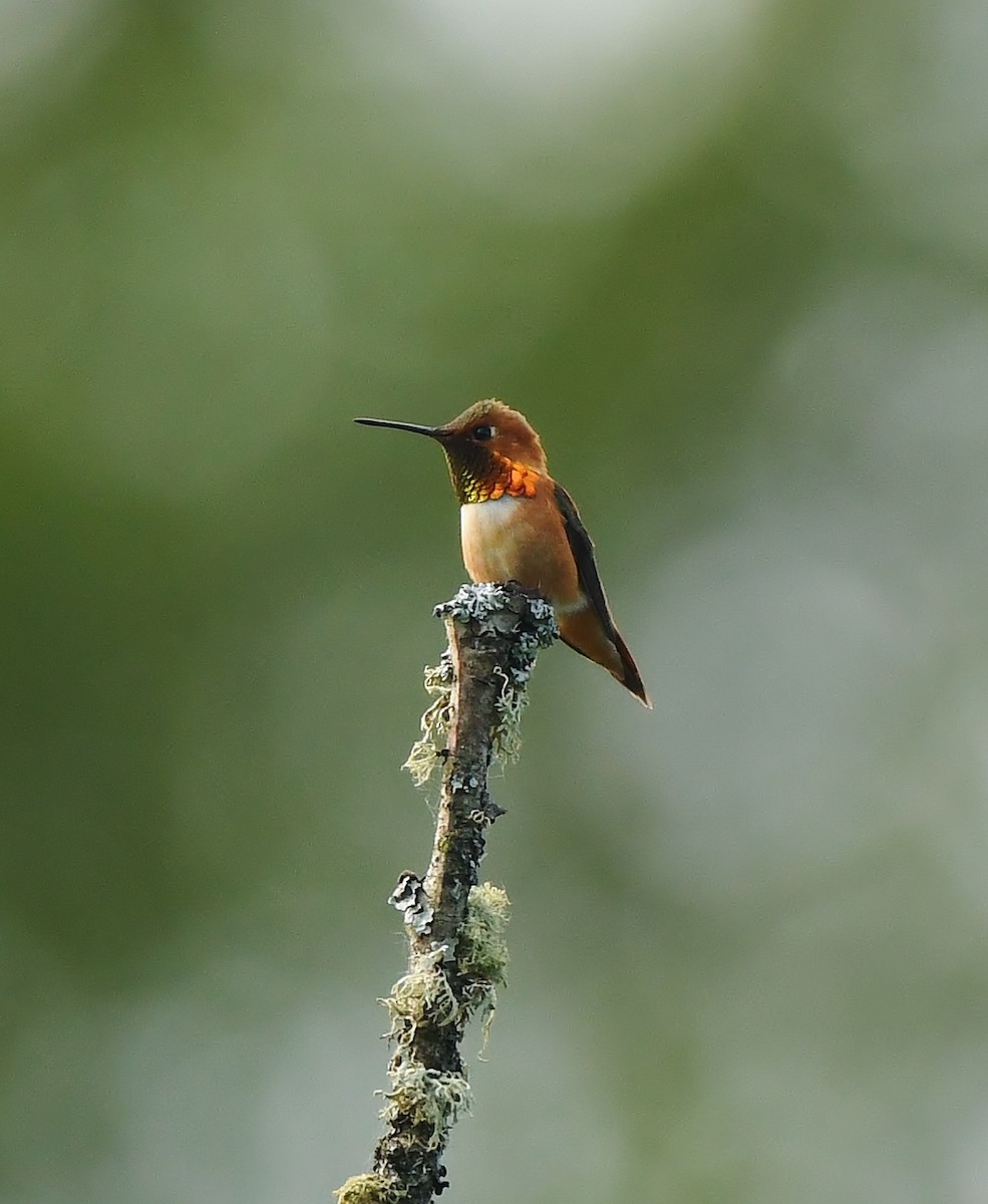 Rufous Hummingbird - Rachel Hudson