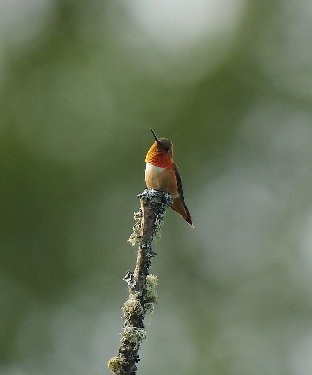 Rufous Hummingbird - Rachel Hudson