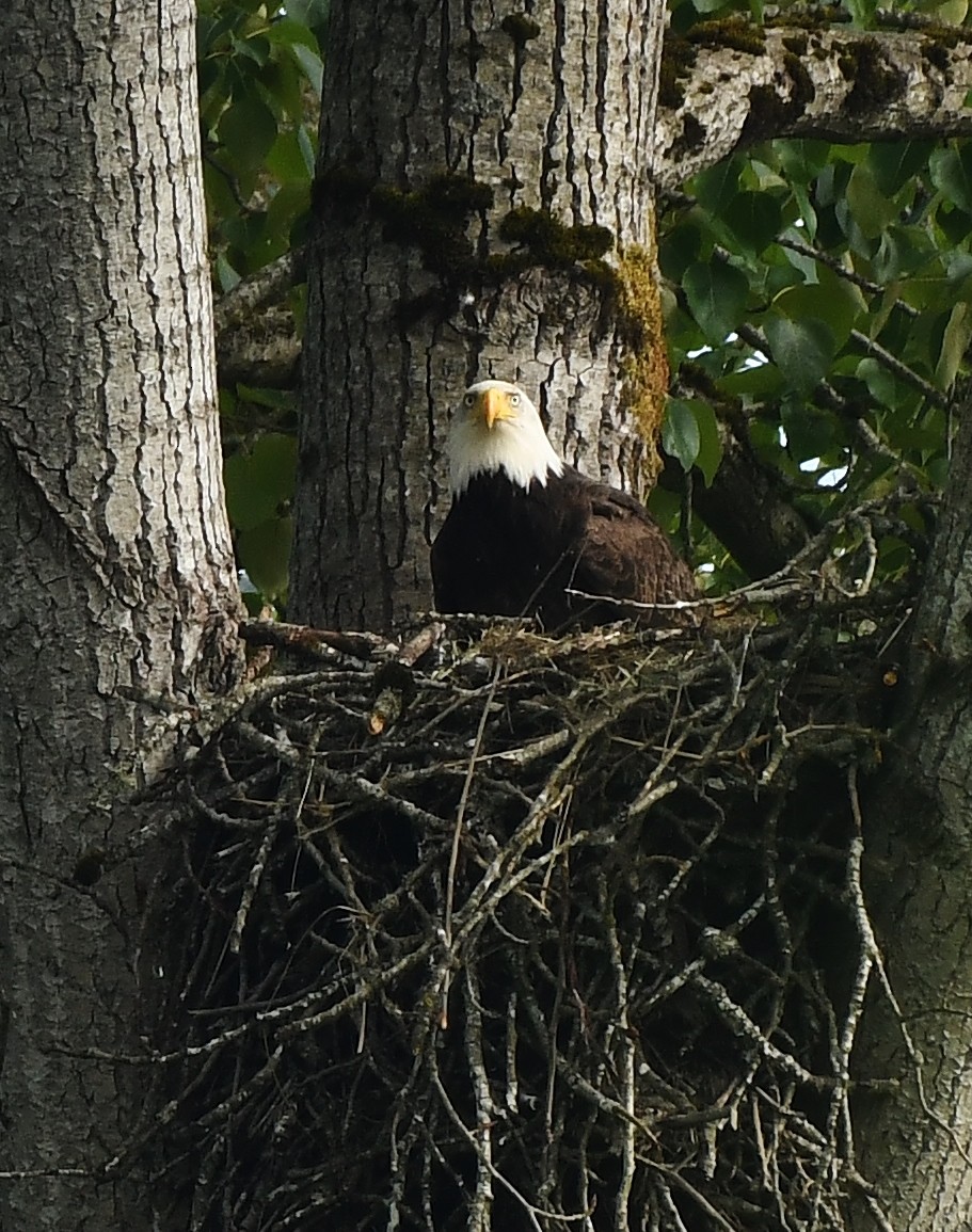 Bald Eagle - ML572594451