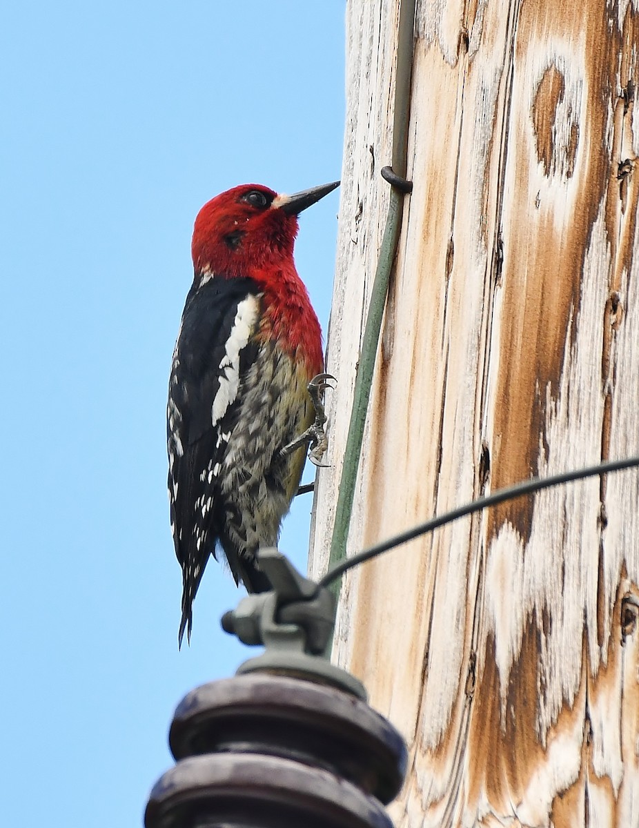 Red-breasted Sapsucker - ML572594631