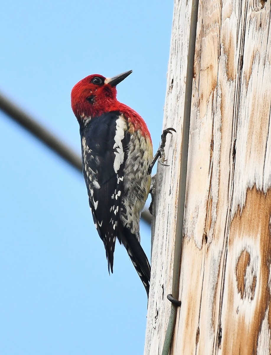 Red-breasted Sapsucker - ML572594641