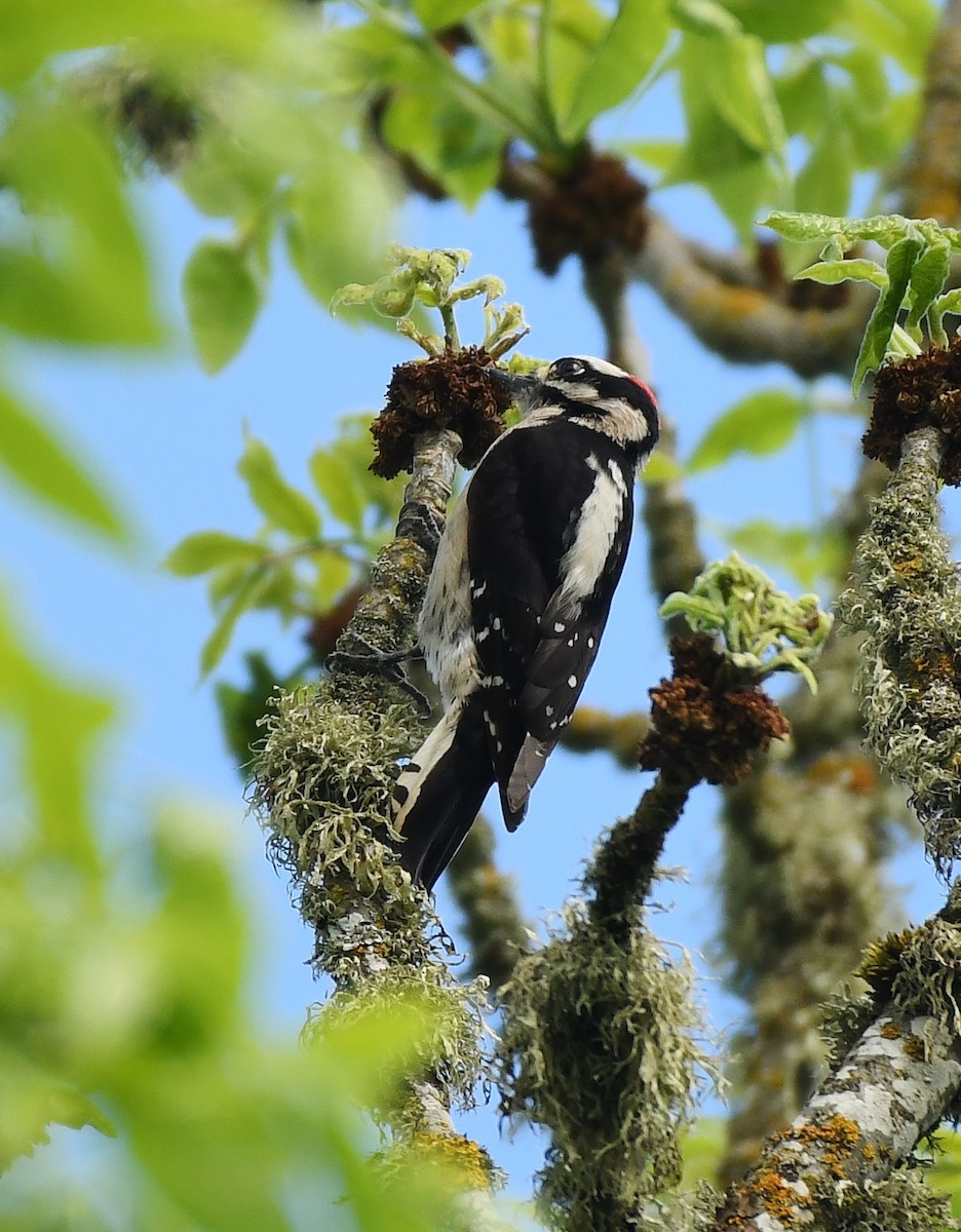 Downy Woodpecker - ML572594821