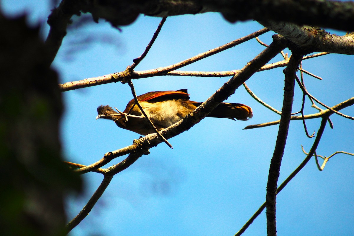 Gray-headed Chachalaca - ML572595021