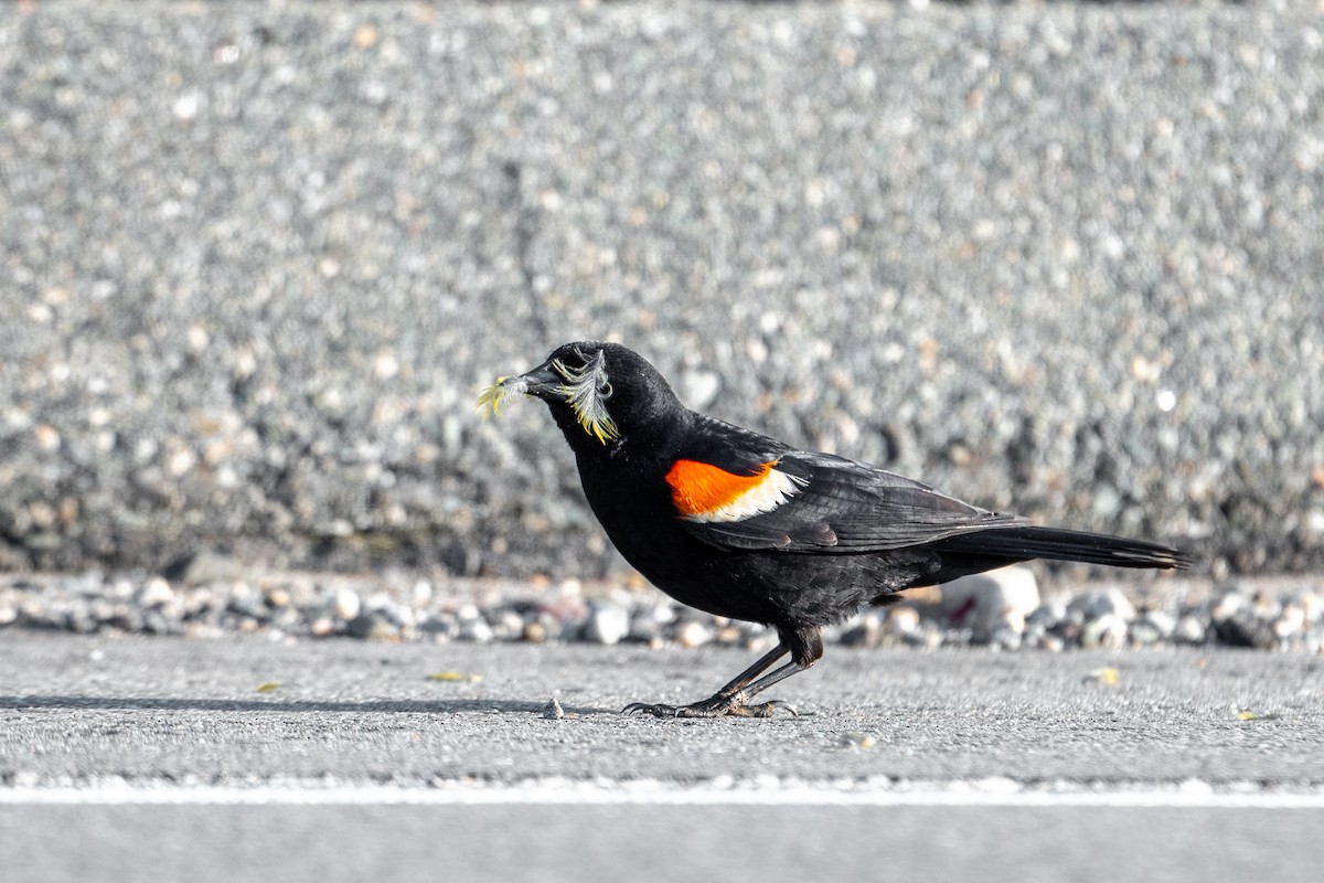 Red-winged Blackbird - ML572595091