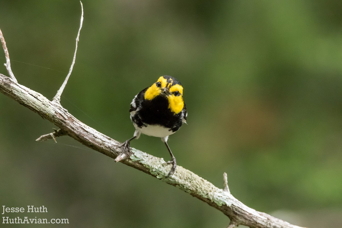 Golden-cheeked Warbler - Jesse Huth