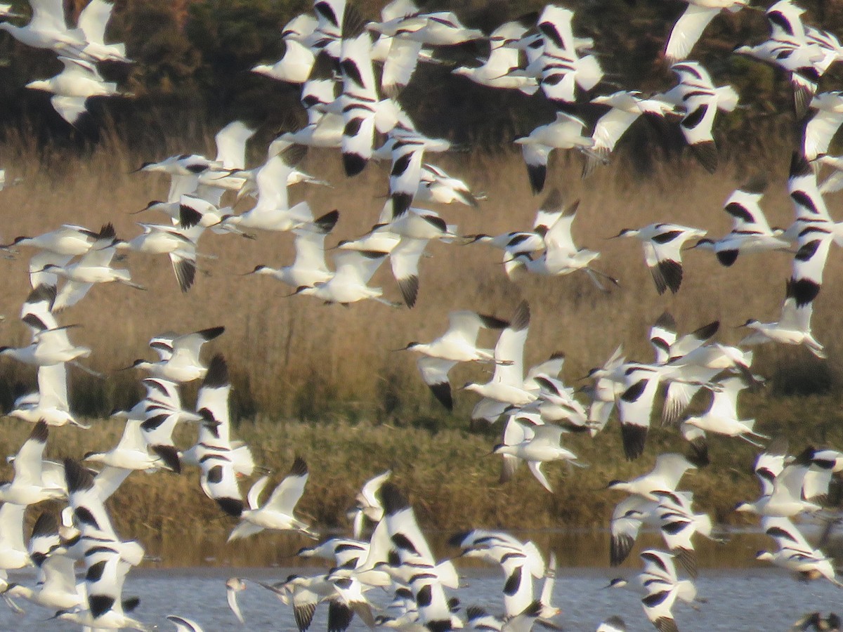 Avocette élégante - ML572595901