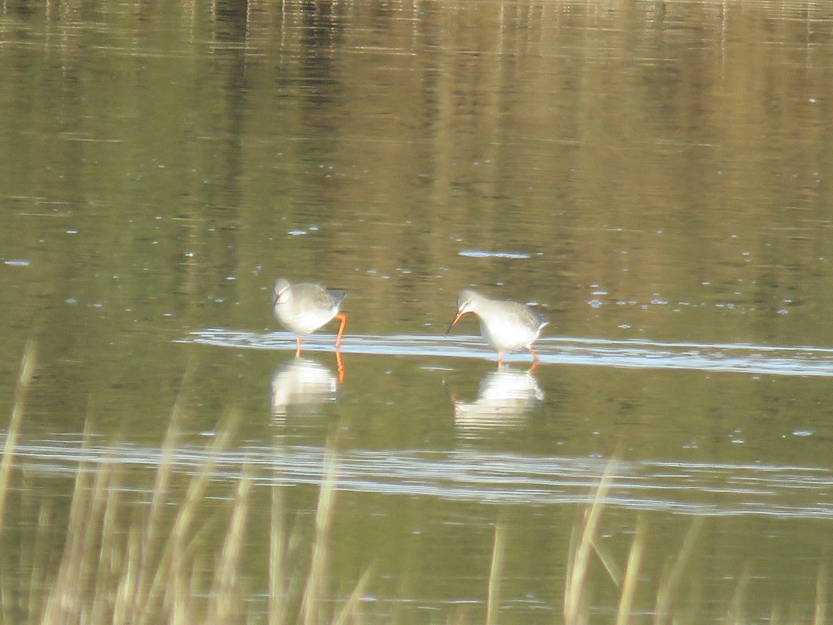 Spotted Redshank - Garry Hayman