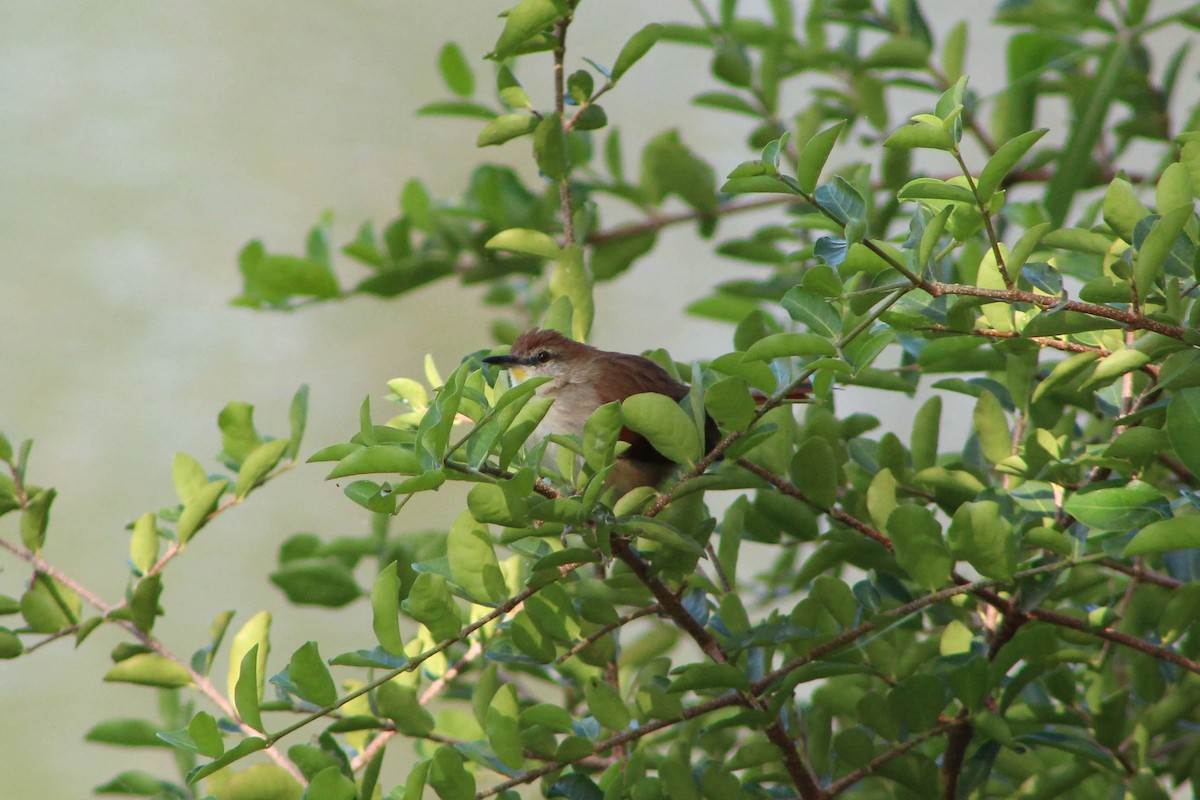 Yellow-chinned Spinetail - ML572598241