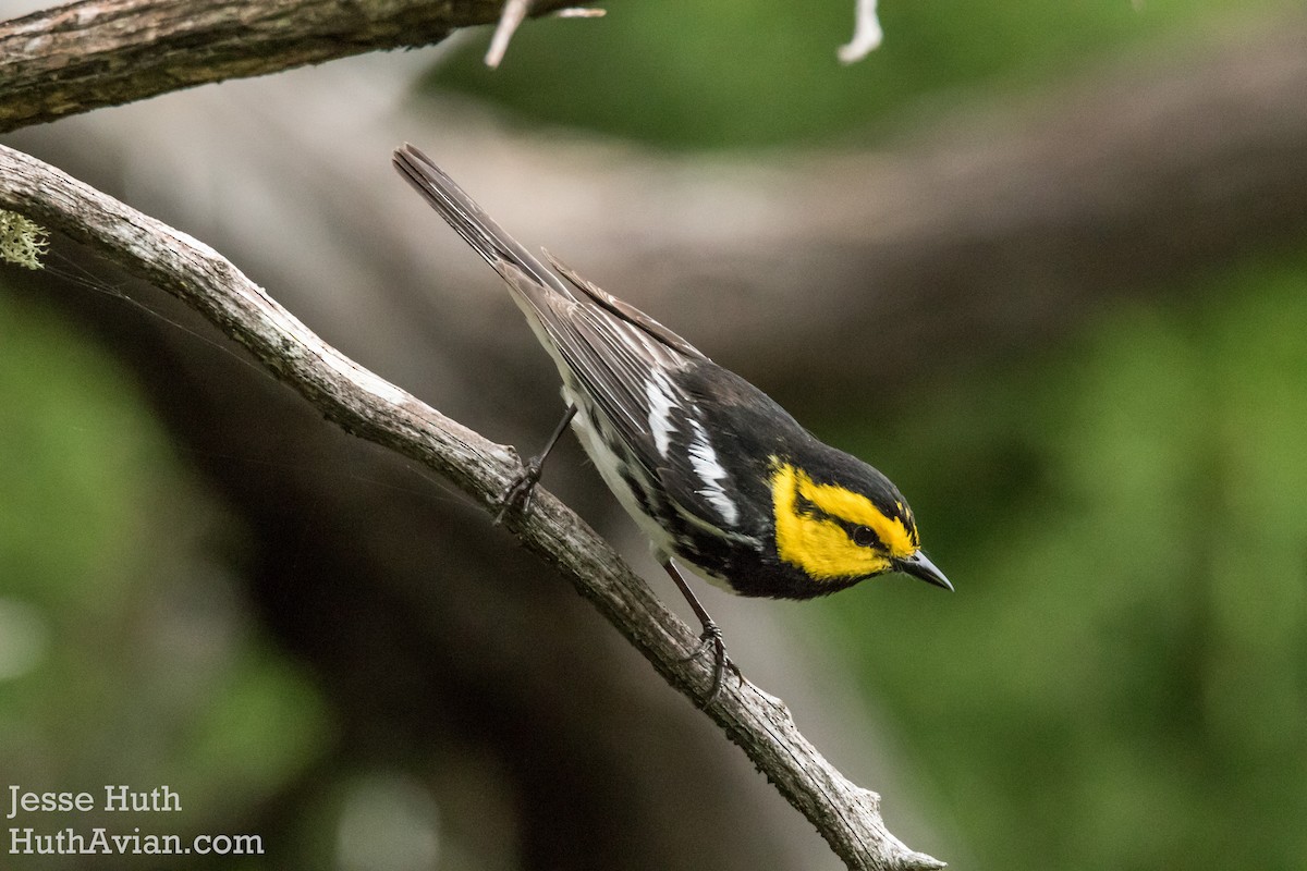 Golden-cheeked Warbler - ML57259891