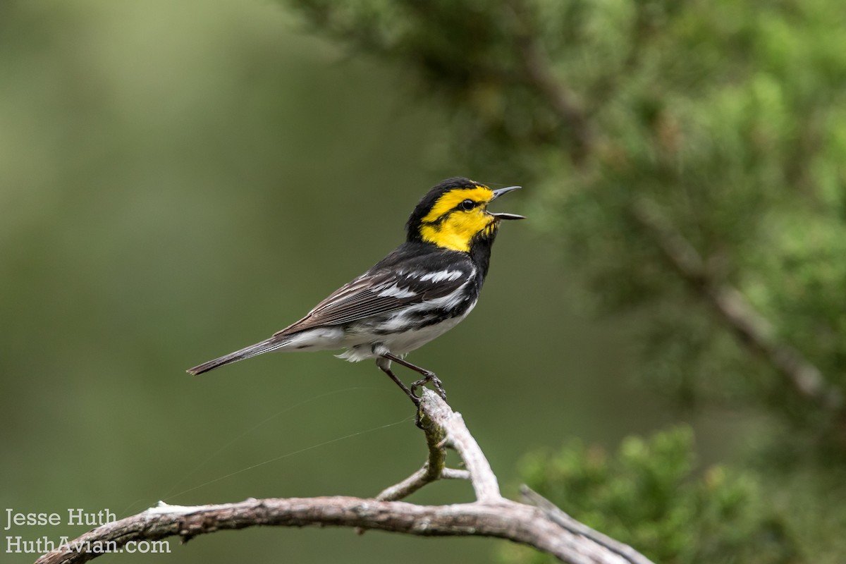 Golden-cheeked Warbler - Jesse Huth
