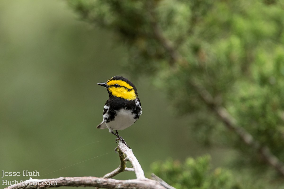 Golden-cheeked Warbler - Jesse Huth