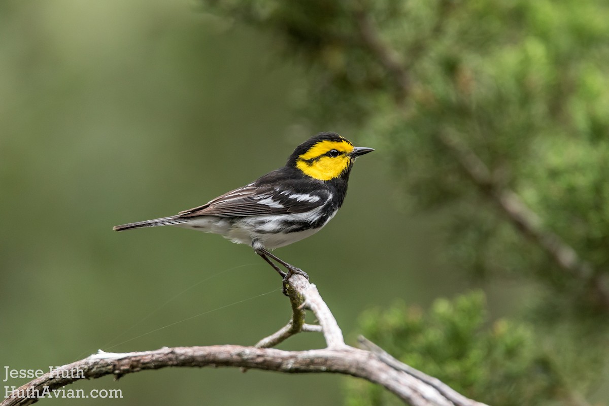 Golden-cheeked Warbler - Jesse Huth