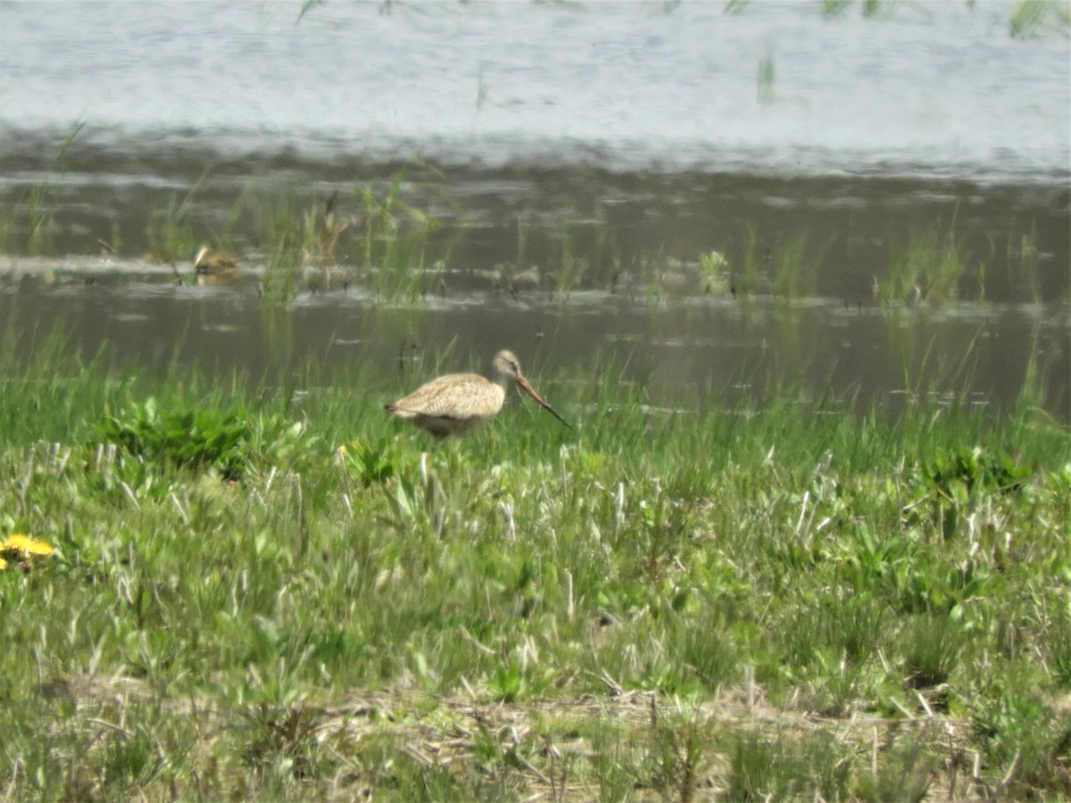 Marbled Godwit - Darlene Deemert