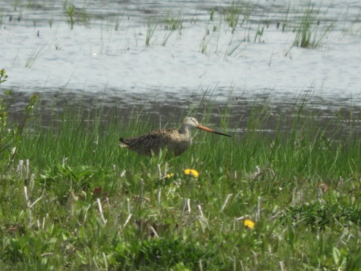 Marbled Godwit - Darlene Deemert