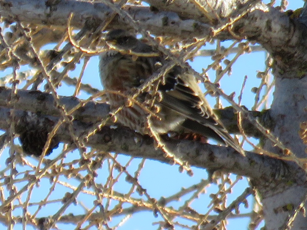 Alpine Accentor - ML572600241