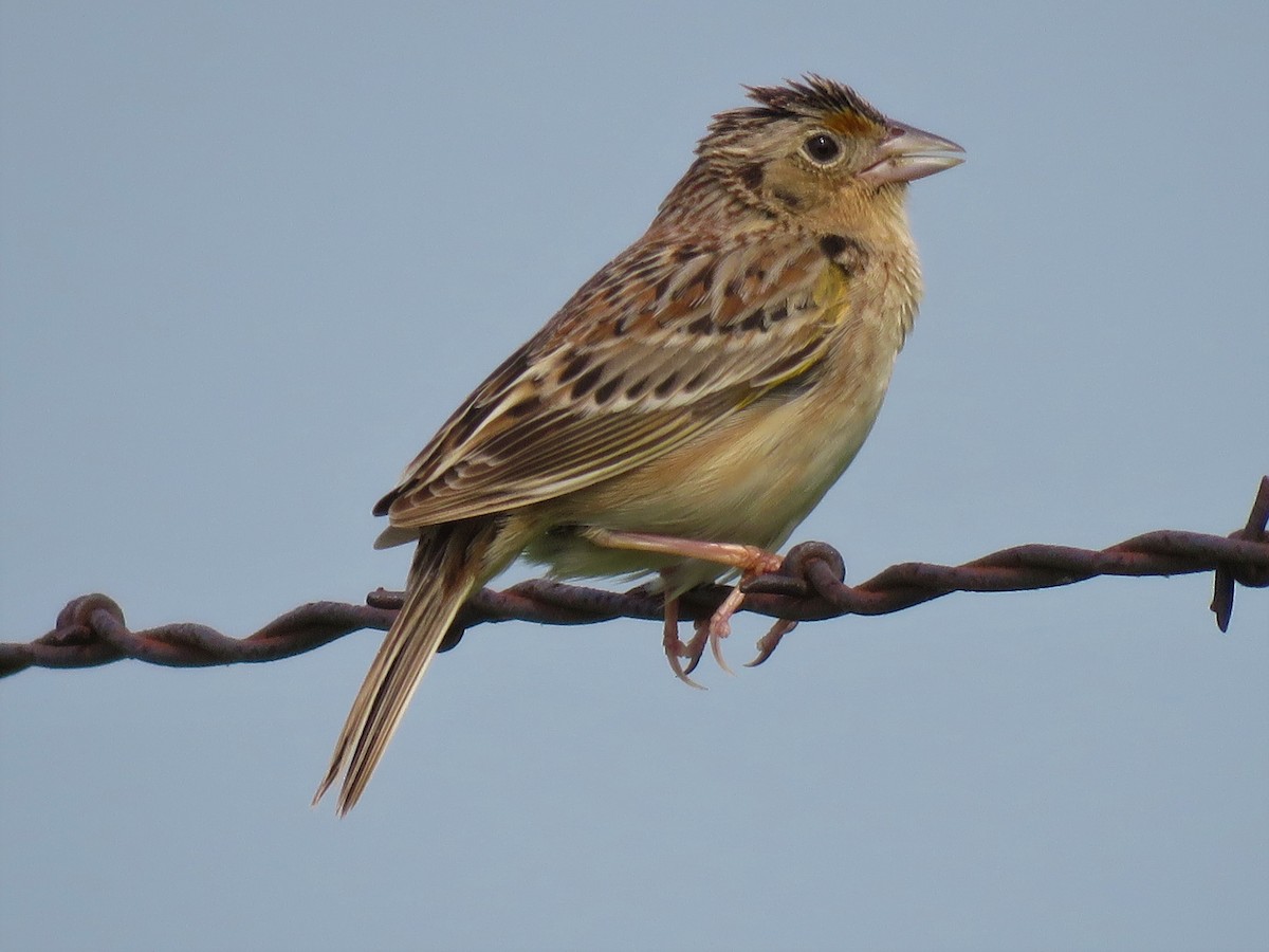 Grasshopper Sparrow - ML572600281