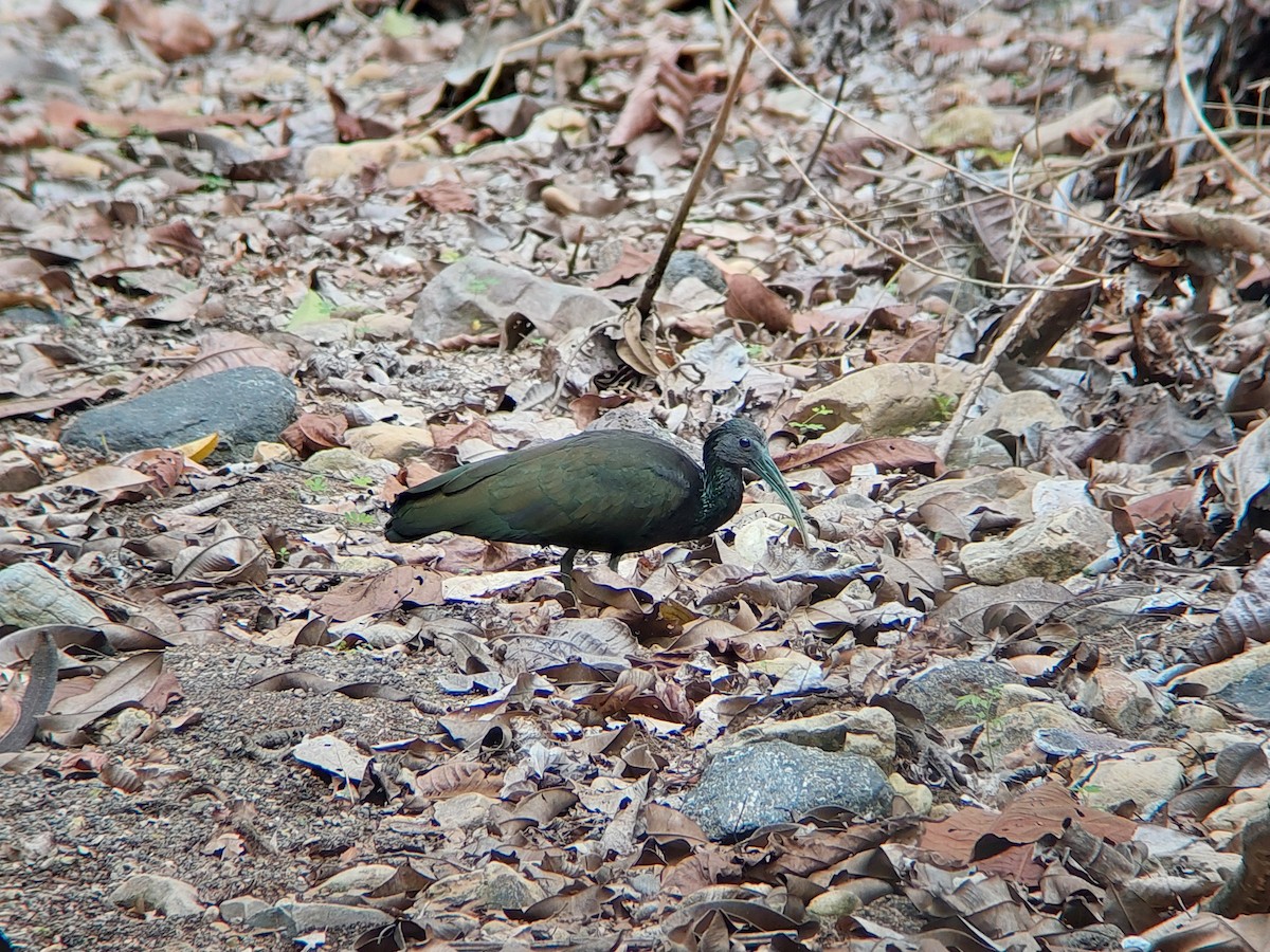 ibis zelený - ML572600381