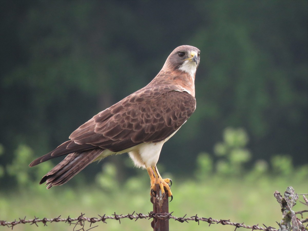 Swainson's Hawk - ML572600621