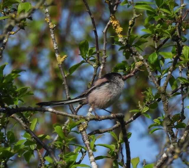 Long-tailed Tit - ML572601151