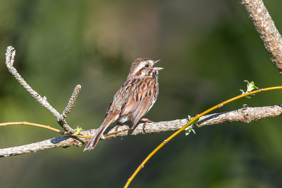 Song Sparrow - ML572601261
